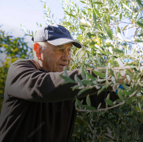 <span style="font-weight: bold;">Обслуживание плантации</span> 