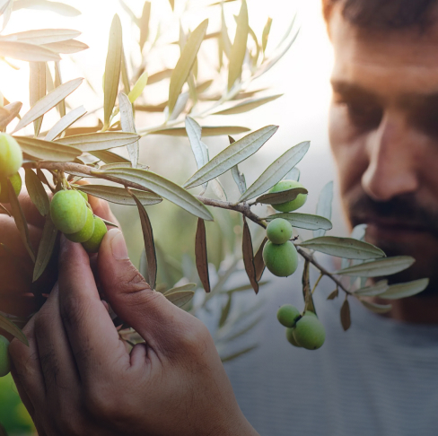 <span style="font-weight: bold;">Выращивание</span> 